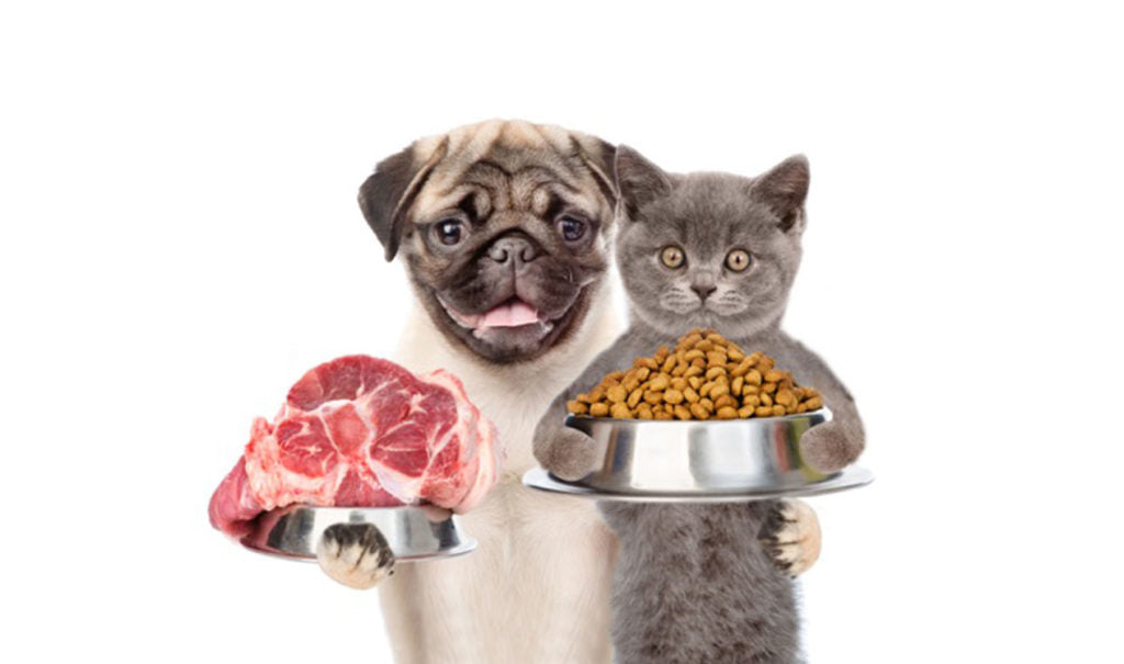 Consejos para lograr una dieta balanceada para tu perro