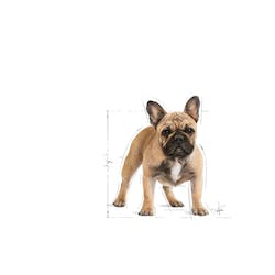 ROYAL CANIN FRENCH BULLDOG ADULTO