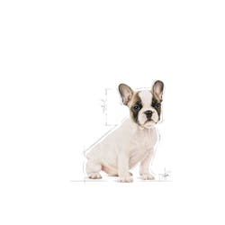 ROYAL CANIN FRENCH BULLDOG PUPPY