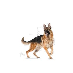 ROYAL CANIN GERMAN SHEPHERD