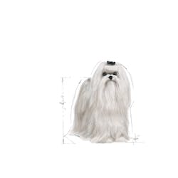 ROYAL CANIN MALTESE ADULTO