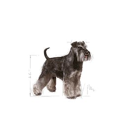 ROYAL CANIN SCHNAUZER ADULTO