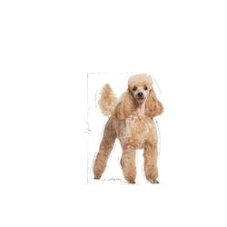 ROYAL CANIN POODLE ADULTO