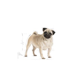 ROYAL CANIN PUG ADULTO