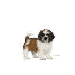 ROYAL CANIN SHIH TZU PUPPY